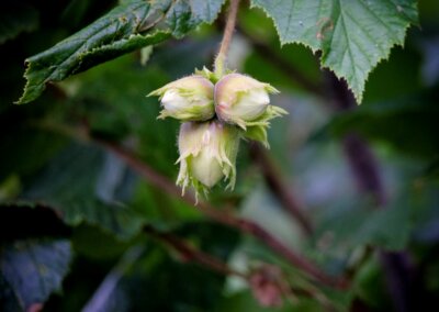 na het leren van moestuinieren kun je uit eigen tuin eten van allerlei eetbare planten