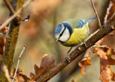 vogels naar je tuin trekken kan met inheemse struiken in een mooie wilde tuin zeker na goed tuinadvies