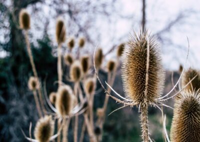 kaardebol is een wilde plant die veel insecten en vogels aantrekt in een ecologische tuin ontworpen door een tuinontwerper bij Apeldoorn
