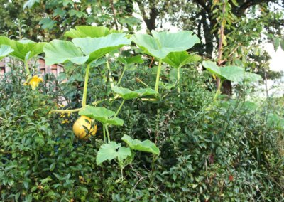 Op een vogelhaag groeit een pompoen in een mooie wilde inheemse tuin in de buurt van Voorst