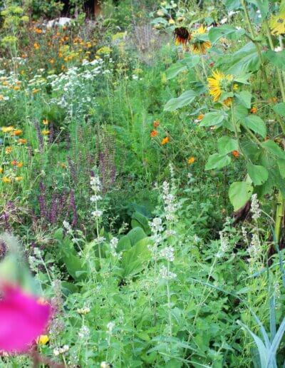 Een eetbare biologische bloemrijke tuin met ook vogels in de buurt van Zutphen