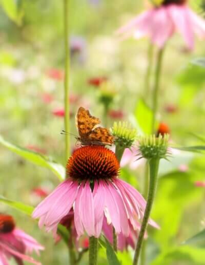 vlinders komen naar een mooie wilde tuin na goed tuinadvies van een tuincoach