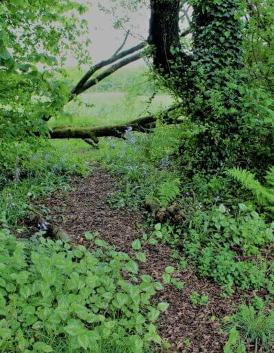een deel van een mooie wilde tuin met inheemse wilde planten en vogels in een natuurlijke tuin nabij Lochem