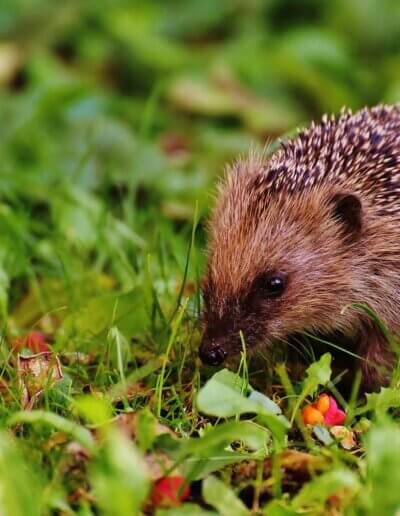 een egel en andere dieren leven graag in een mooie wilde tuin