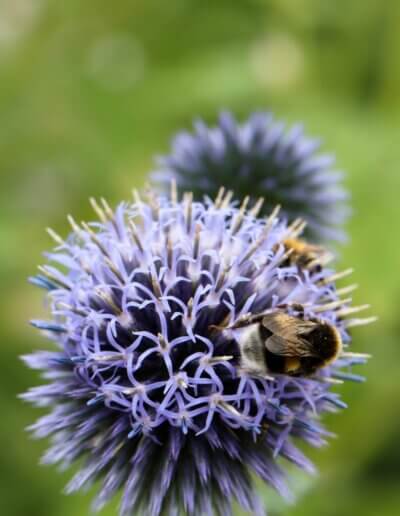 inheemse wilde planten geven meer leven in je tuin soms met hulp van een ecologisch hovenier aangelegd