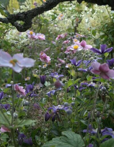 zeer natuurlijke tuin vol kleur en een zee aan mooie wilde bloemen als gevolg van kundig tuinadvies