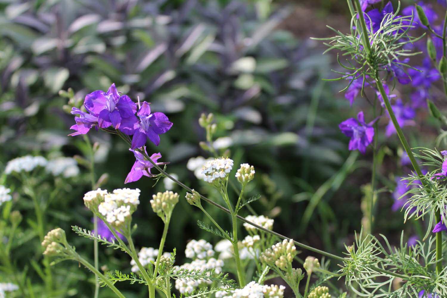 2b1 klein leuke schutting in mooie wilde tuin