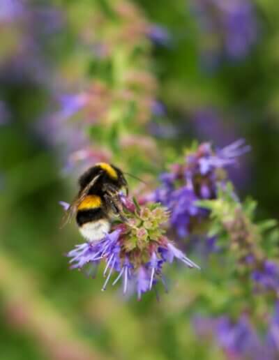 hommel op bijenplant in mooie wilde tuin met veel wilde bloemen en bloemenweide