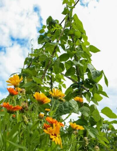 biologische groentetuin combineert groente en wilde bloemen in ecologische tuin in Epse nabij Deventer
