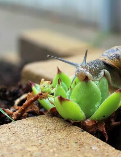 kleine dieren naar je tuin in Zutphen trekken na goed tuinadvies