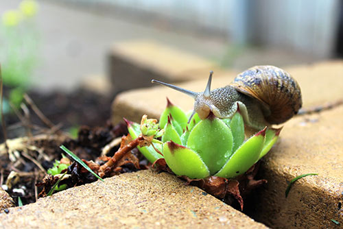 sta stil en verwonder je kleine dieren naar je tuin in Zutphen trekken na goed tuinadvies