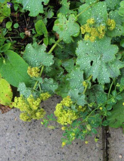 wilde planten combinatie in ecologische tuin in Zutphen