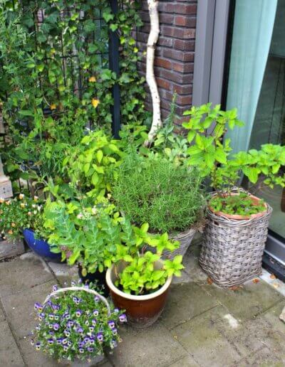 eetbare kruiden in potten in mooie wilde tuin in Zutphen