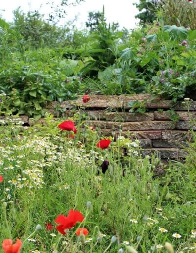 mooie wilde inheemse tuin in Joppe na goed advies tuincoach