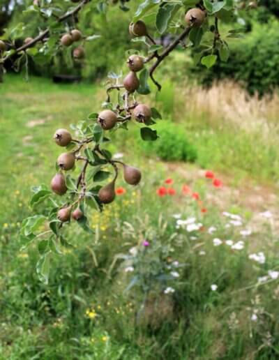 eetbare tuin in Epse met fruitboom wilde bloemen en natuurlijk grasland