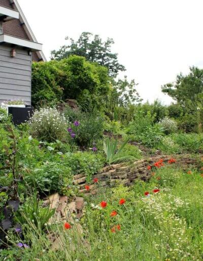 Heuvel begroeid met inheemse insectentrekkende planten zoals bijen en vlinders in een tuin bij Lochem