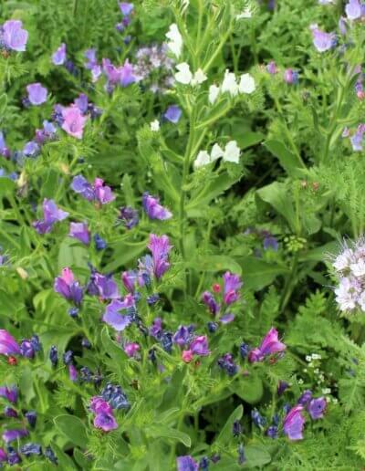 ecologisch tuinadvies geeft prachtige wilde bloemen composities