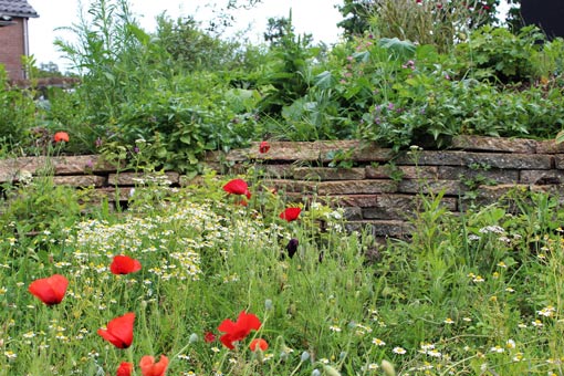 na enkele maanden al veel mooie bloemen mooie wilde inheemse tuin in Joppe na goed advies tuincoach